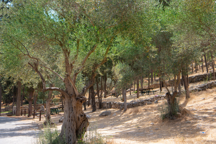 חניון בצל הזיתים