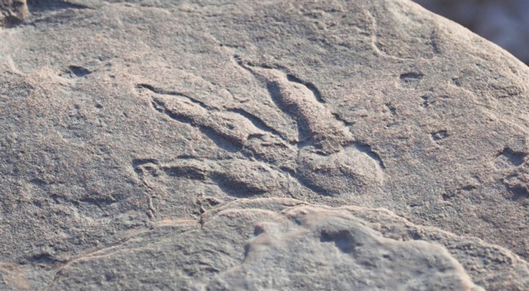 טביעת הרגל של הדינוזאור  (צילום: National Museum Wales)
