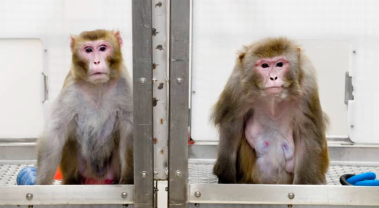 הקופים במעבדה של אילון מאסק (צילום: University of Wisconsin-Madison)