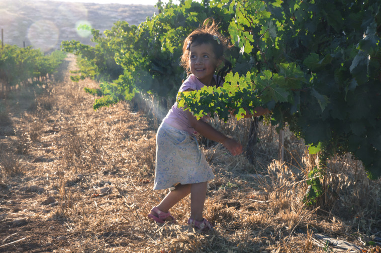 יקב דרימיה. כרמים בספר המדבר 