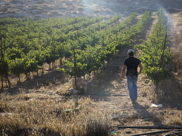 יקב דרימיה. כרמים בספר המדבר 