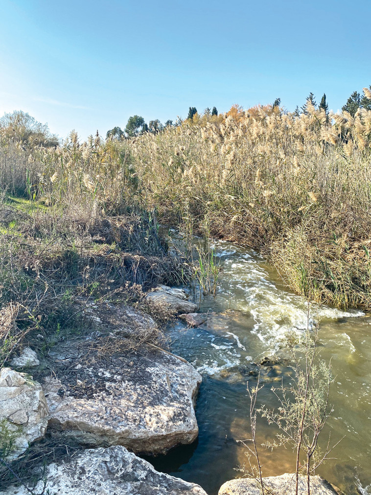 זרימה בעמק יזרעאל (צילום: מיטל שרעבי)