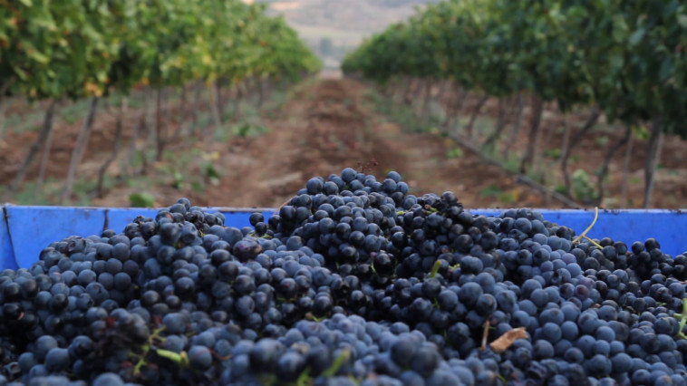 יקב נטופה. כרמים בגליל התחתון 