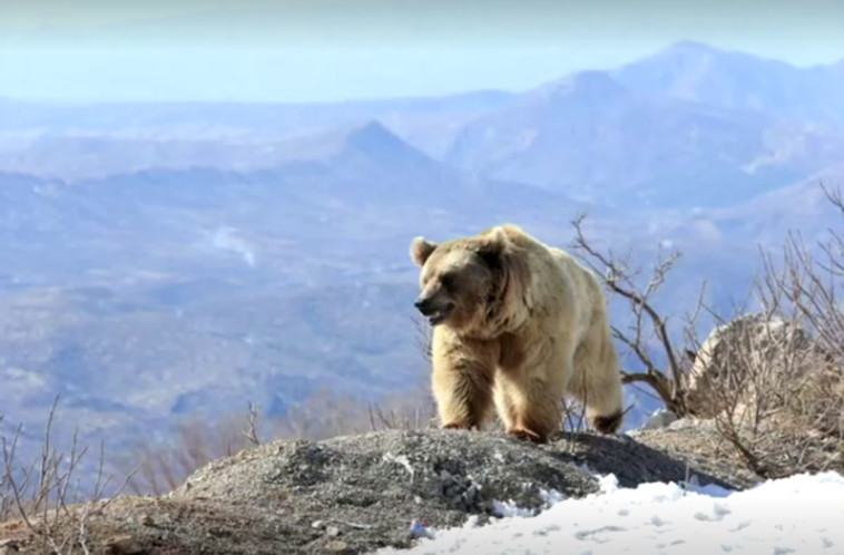 הדוב הסורי בטבע (צילום: צילום מסך: רויטרס)