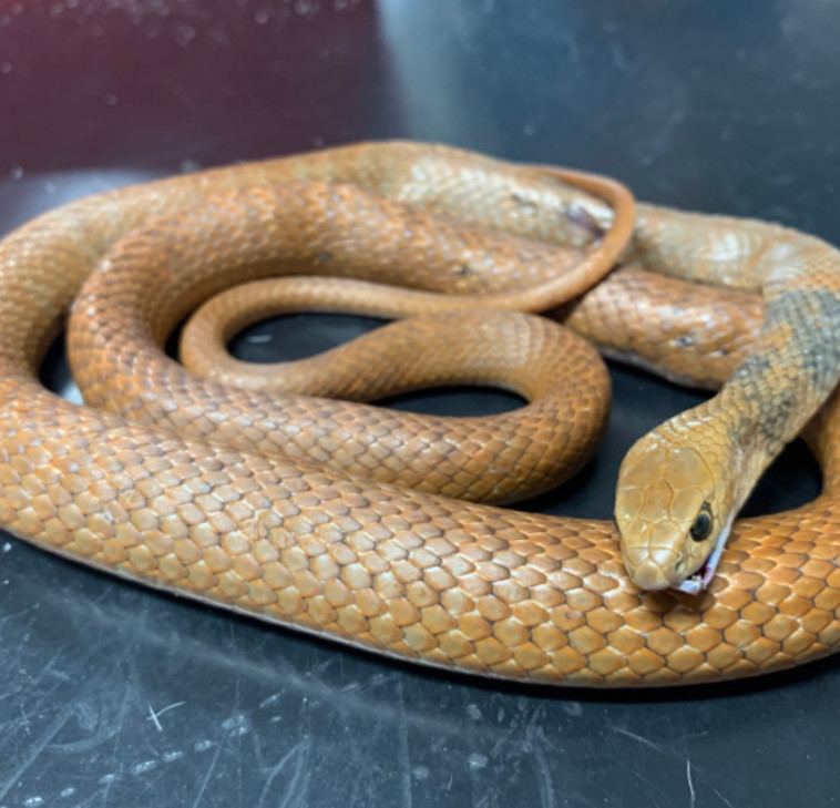 נחש חום מזרחי