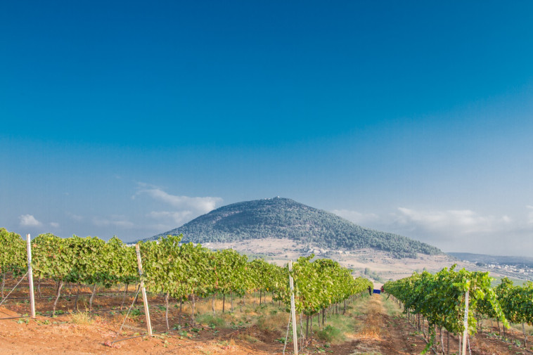 יקב נטופה. כרמים בגליל התחתון 