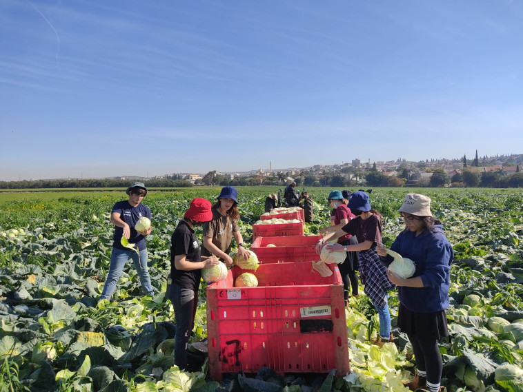 התנדבות בחקלאות בשנת שירות (צילום: השומר החדש)