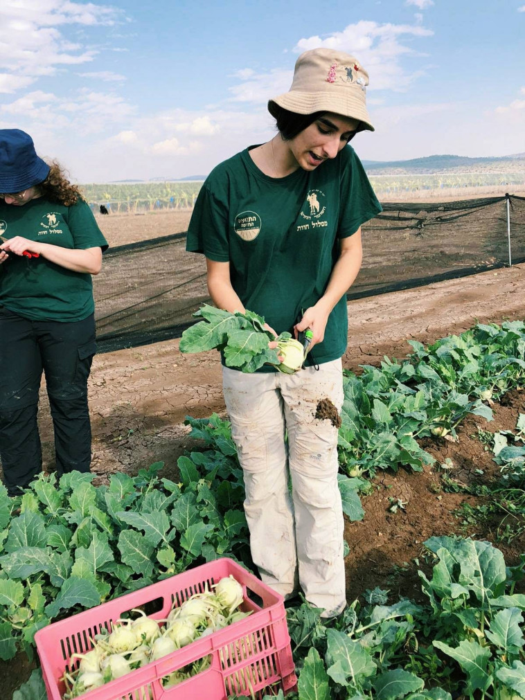 נעם ברוש - מסלול החוות