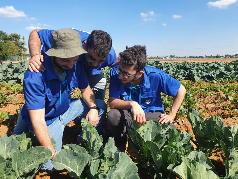 התנדבות בחקלאות בשנת שירות