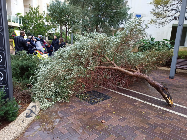 עץ נפל על אדם בתל אביב