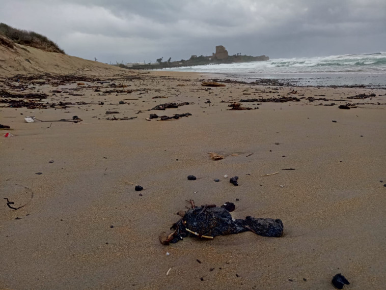 Tar at the beach (Photo: Sharon Adi and Dan Biron, Ministry of Environmental Protection)