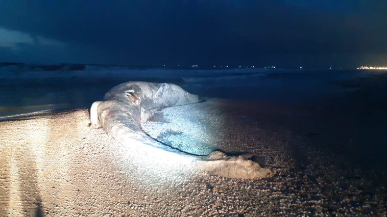 לוויתן שנפלט אל החוף (צילום: דוד חלפון, רשות הטבע והגנים)