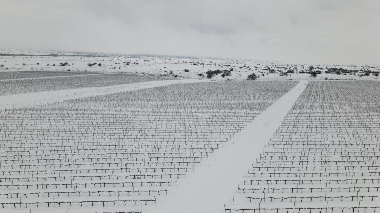 כרמי עין זיוון של יקב רמת הגולן, שהתכסו לגמרי בשלג לראשונה זה כמה שנים (צילום: יהודה ויינברג)