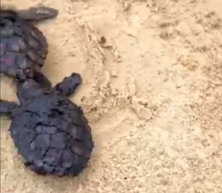 Sea turtles are covered with tar (Photo: screenshot)