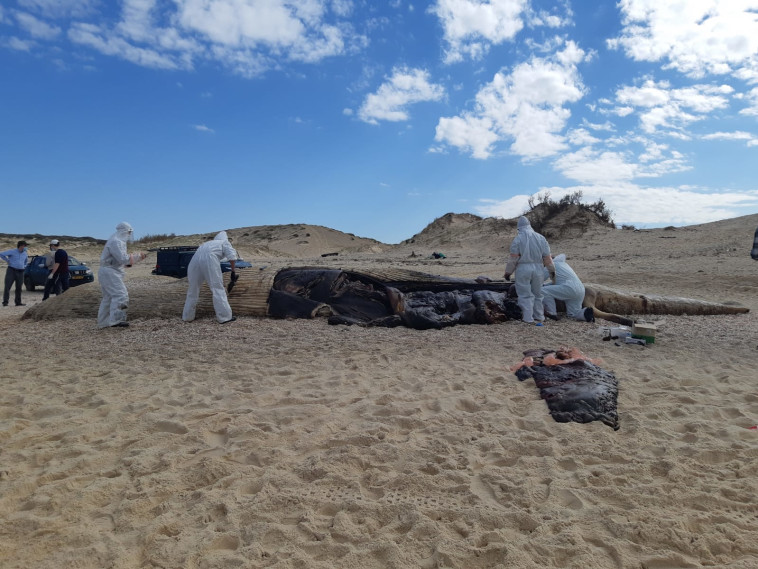 Autopsy of the whale's body ejected ashore (Photo: Nature and Parks Authority)