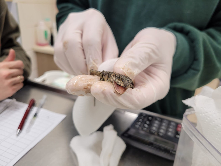 Treatment of a reptile damaged by the ecological disaster at sea (Photo: Wildlife Hospital)