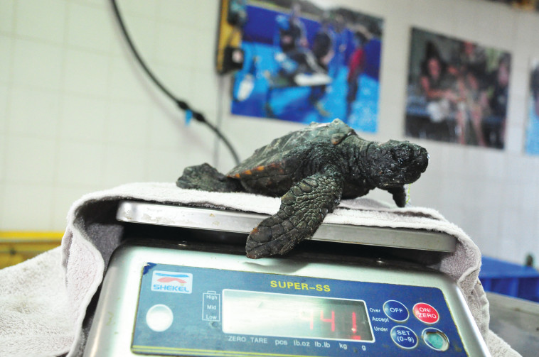 טיפול בצבי ים שנפגעו בזיהום הזפת בחופי הים