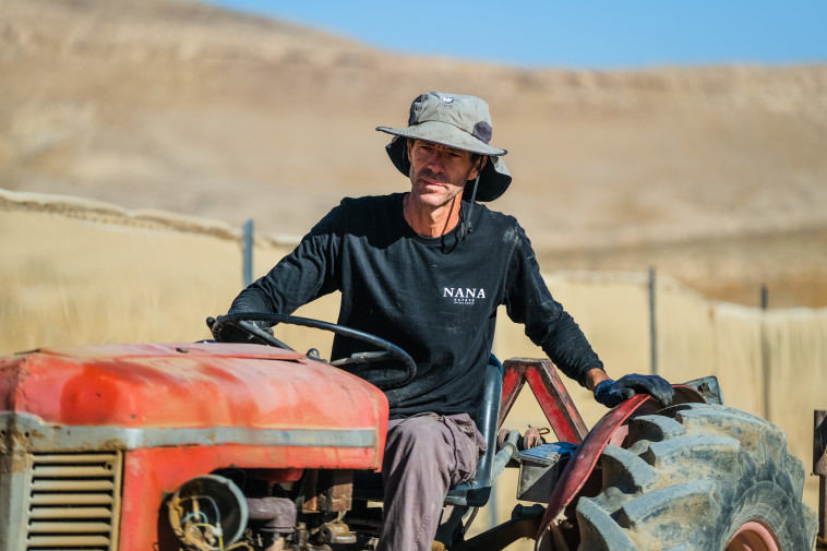 יקב ננה. ערן רז בכרם  (צילום: אסף ספקטור)