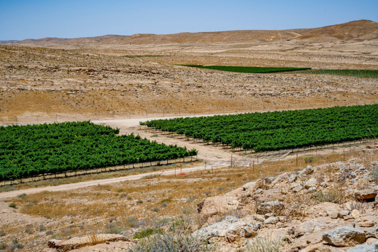 יקב ננה. כרמים במדבר  (צילום: באדיבות היקב )