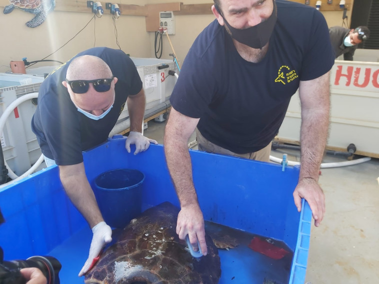 שיקום צבי הים