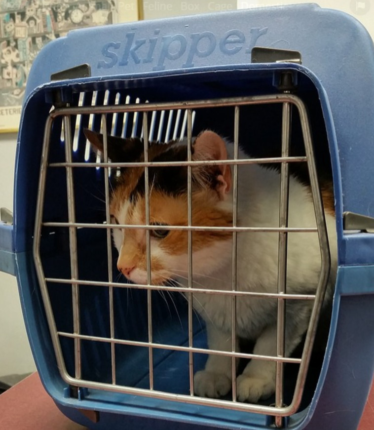 החתול שאחראי לנחיתת החירום