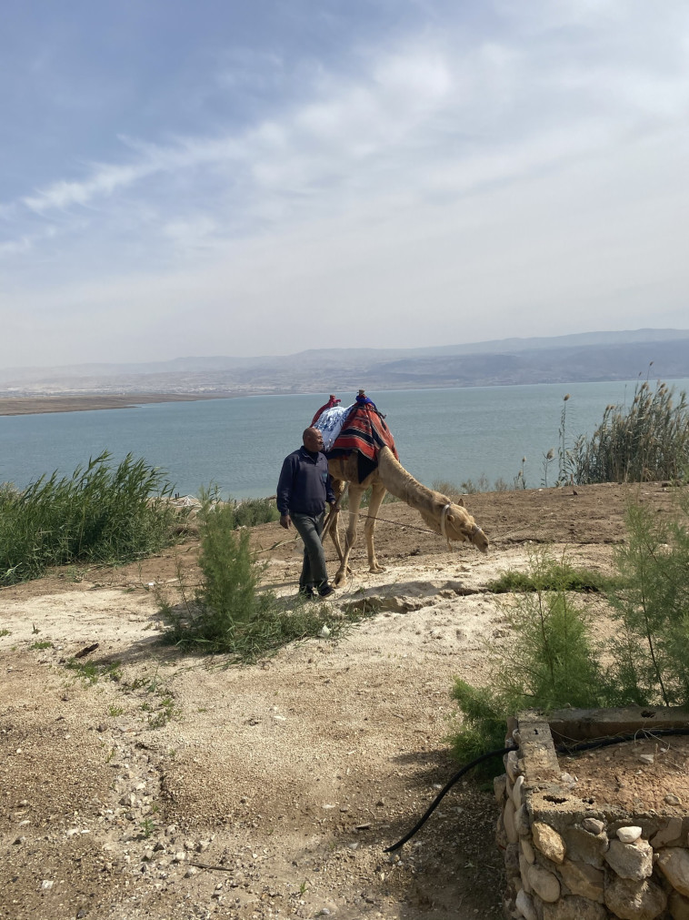 גמל בחוף נווה מדבר