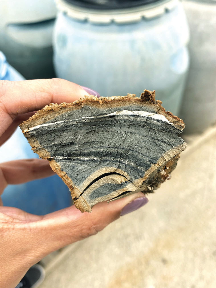 בוץ ממפעל AHAVA