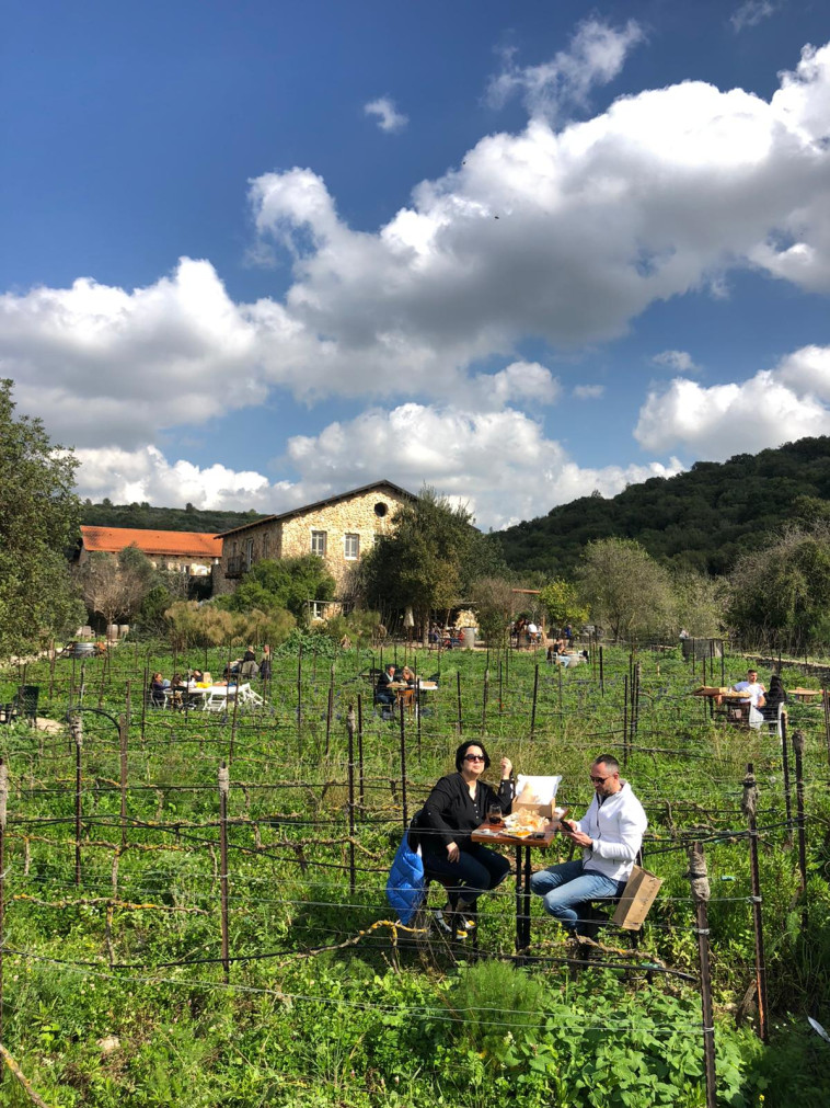 יקב אמפורה. פיקניק 