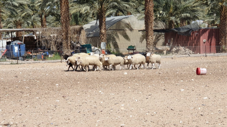 פעילות רעיית כבשים (צילום: מיטל שרעבי)