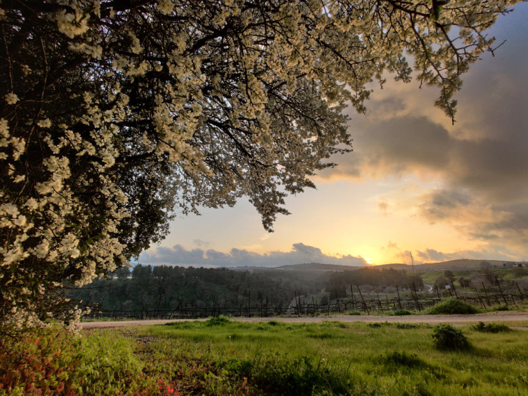 יקב הרי גליל - כרמים