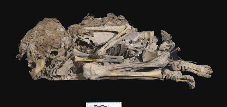 The skeleton discovered in the excavations (Photo: Emil Aljem, Israel Antiquities Authority)
