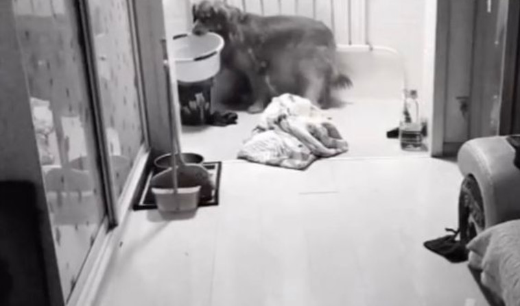 הגולדן רטריבר שופך מים על השמיכה הבוערת 