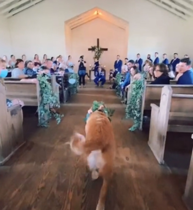 הכלב השושבין שריגש את הגולשים