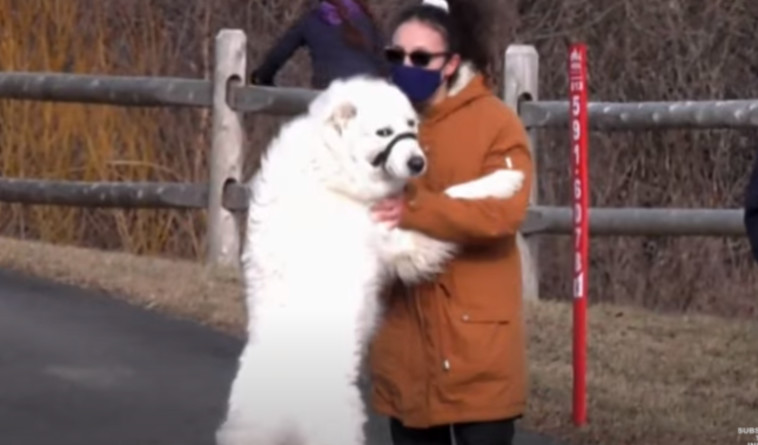 הכלבה קלובר ובעליה היילי מור