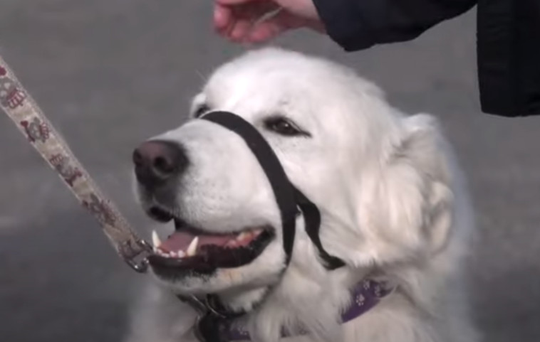 קלובר, הכלבה הגיבורה