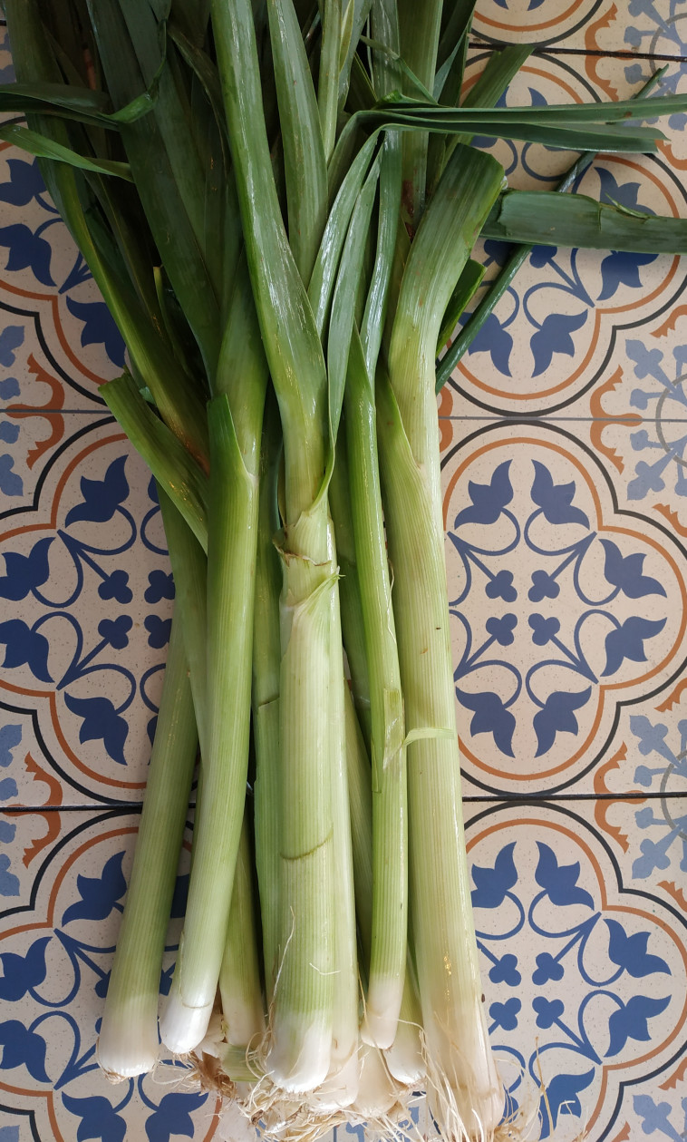 כרישות על מרצפות צבעוניות 