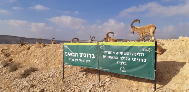 חניון הלילה ברכת צפירה