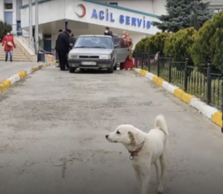 פמוק הכלב מחוץ לבית החולים בטורקיה