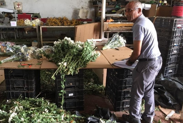 שמעון אהרון בעבודת סידור הזרים