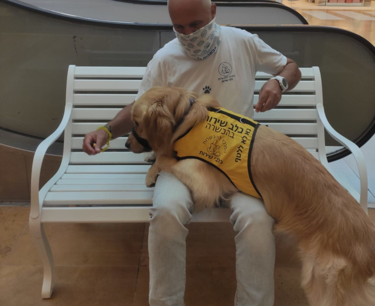 תרגיל בהכשרת כלבי שירות