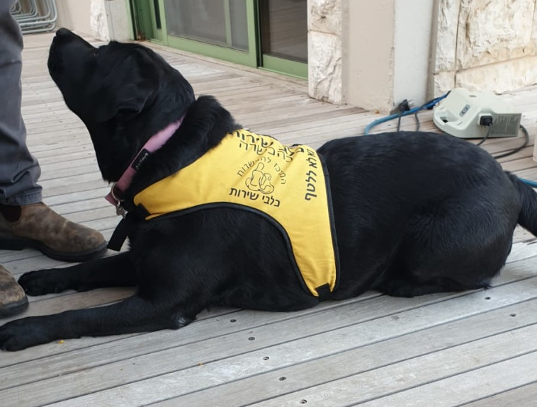 כלבת שירות במהלך אימון הכשרה