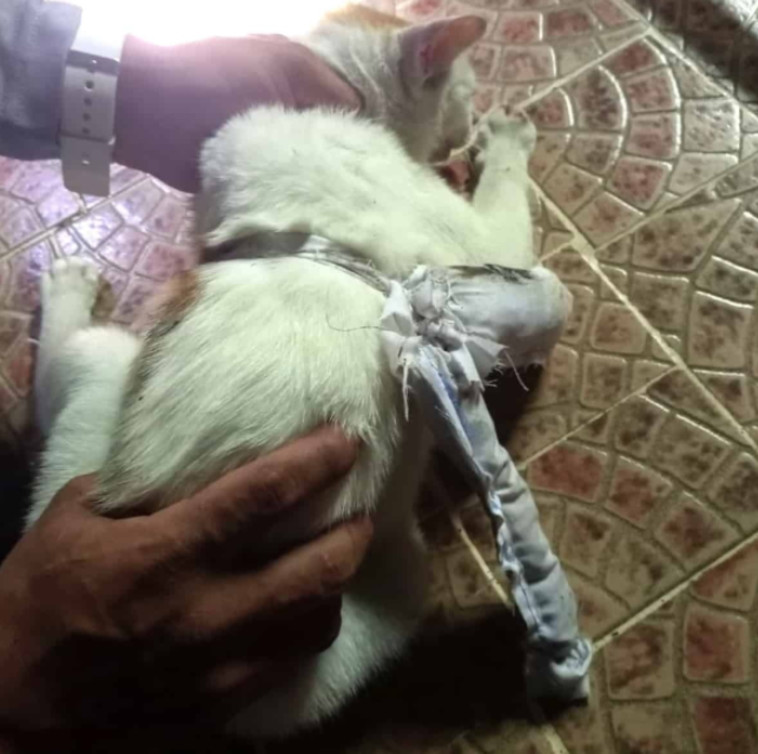 החתול עם שקית הבד קשורה לצווארו 