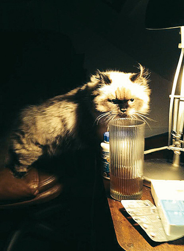 החתול ישמעאל