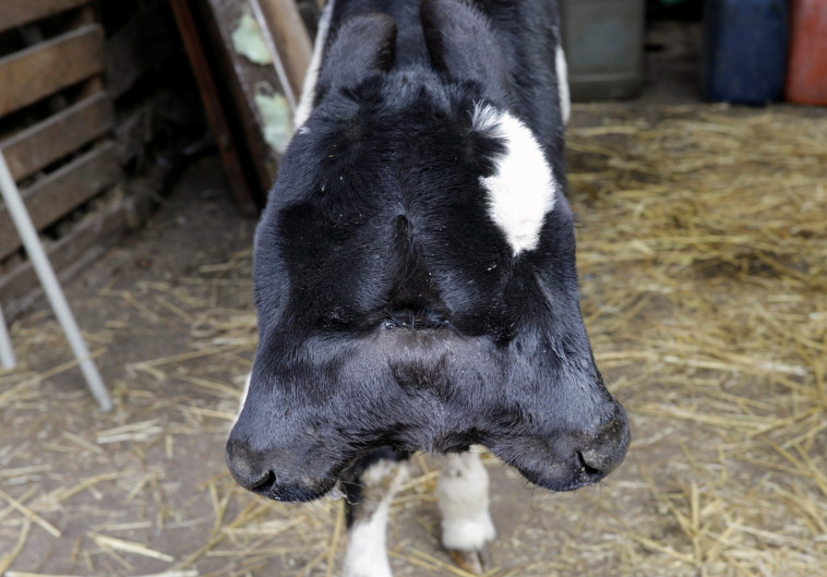 העגל בעל שני הראשים