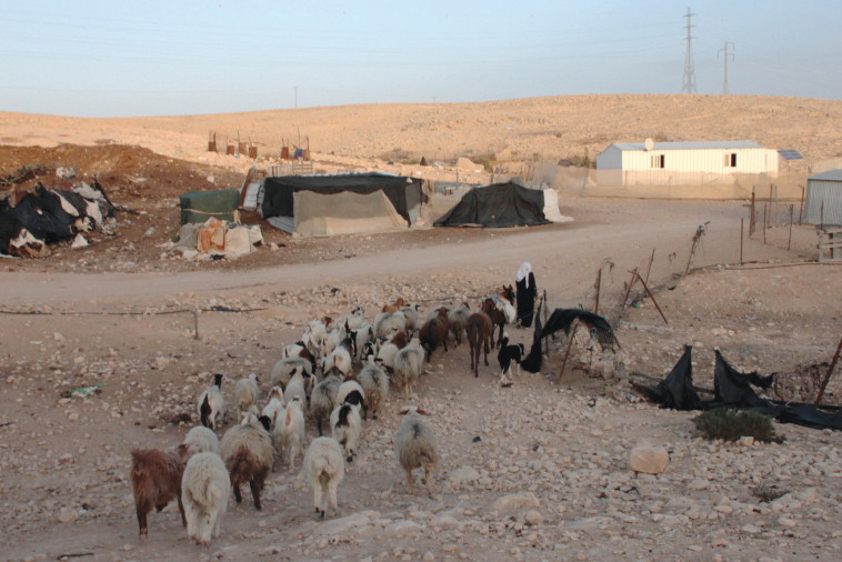 עדר כבשים סמוך ליישוב בדואי בנגב (צילום: אלנה פרינו, פלאש 90)