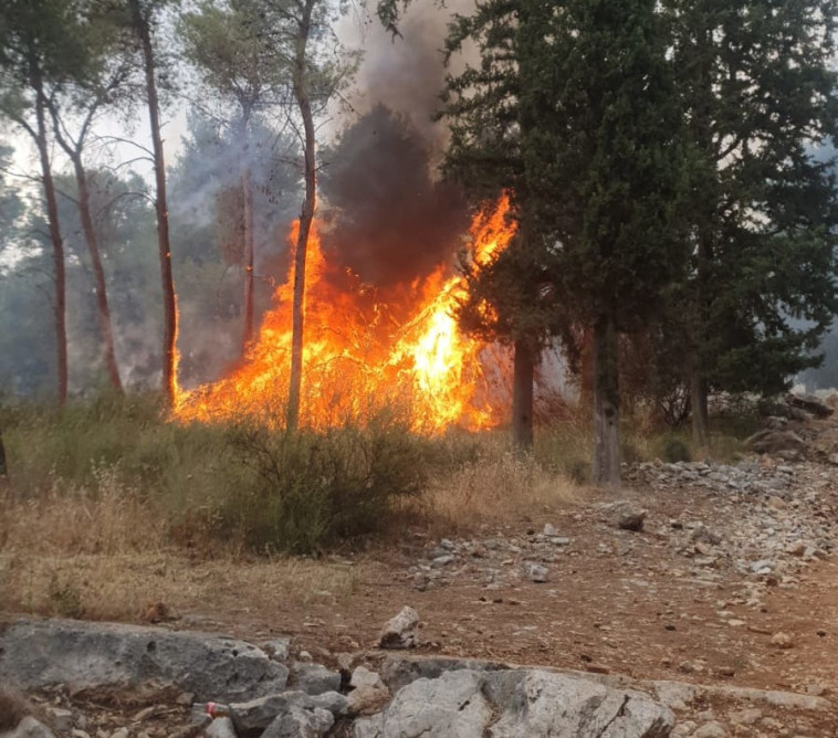 השריפה ביער קולה (צילום: דוברות כיבוי והצלה)