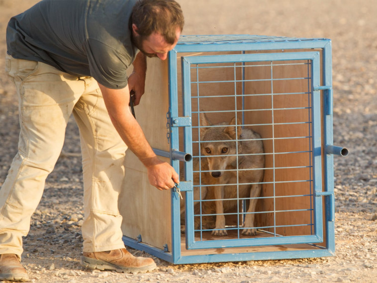 רגע שחרור הזאב