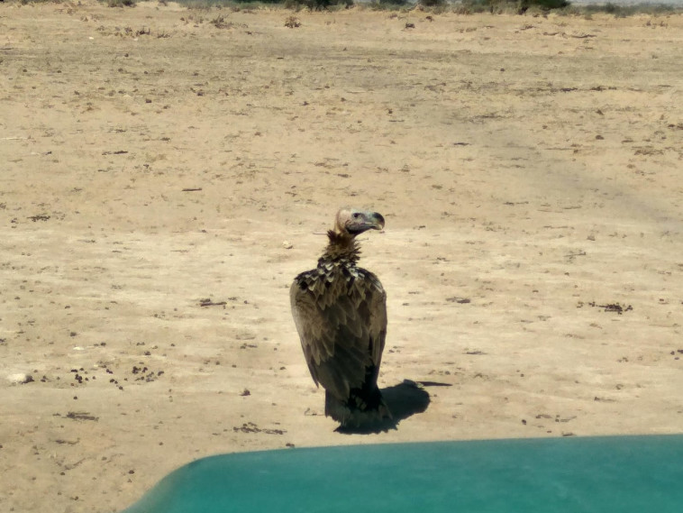 עזניית הנגב בשמורת הטבע חי בר יטבתה