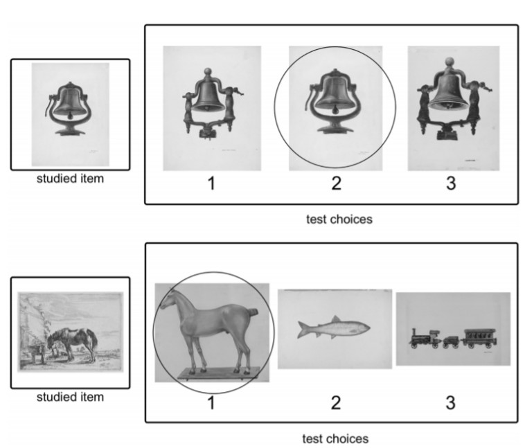 דוגמה למבחן התפיסתי והרעיוני שהוצג למשתתפים במחקר, התשובה הנכונה מוקפת בעיגול