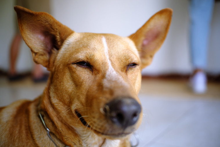 שומעים בעוצמה חזקה פי 3 את הרעשים